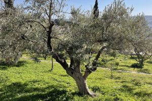 Mount of Olives